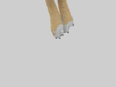 Lynx Paws Model Low-poly 3D model
