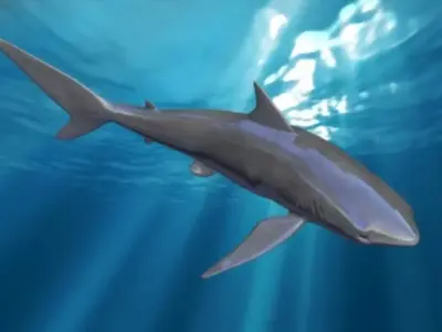 shark rigged animated Low-poly 3D model