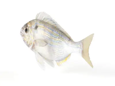 Pinfish fish 3D model