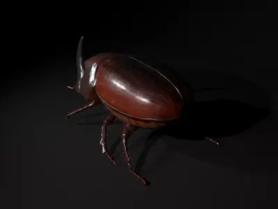 Rhinoceros beetle Low-poly 3D model