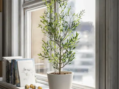  Young Olive Tree Potted Plant Model  buy