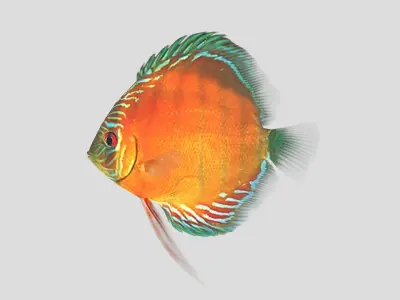  Alenquer Discus Fish Low-poly 3D model