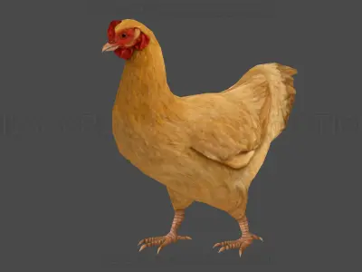 Hen chicken Animated Low-poly 3D model