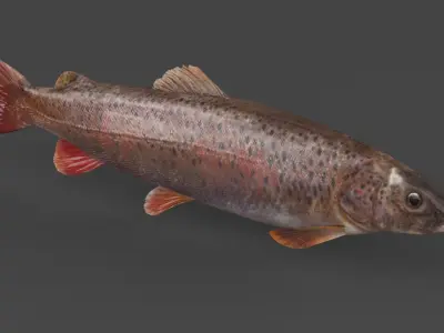 Fish Lenok 3D model