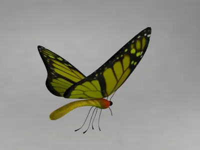 Butterfly 3D model shop