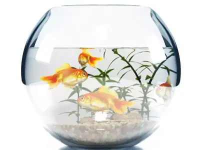 Aquarium  bowl 3D model