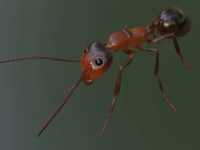 RedAnt 3d ant Low-poly 3D model