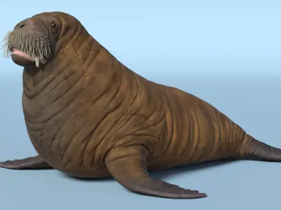  Walking Young Walrus 