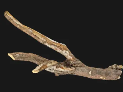 Tree trunk wood branch 3d scan 3D model