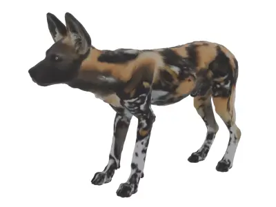 African Wild Dog Low-poly 3D model