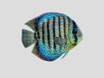 Discus  Realistic Animated Low-poly 3D model purchase