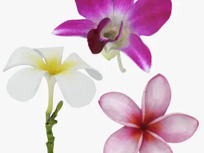 Flower - 3D Scanned Collection 3D model