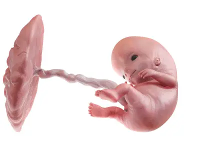  Fetus Anatomy Week 9 Static 