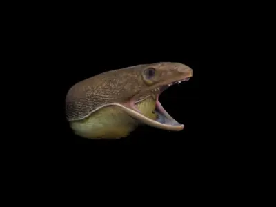 Morey EEL Head Sculp Low-poly 3D model