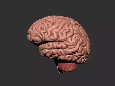 brain human anatomy organ 3D print model