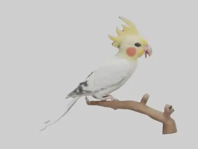 Cockatiel singing model Low-poly 3D model