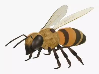 Animated Bee Low-poly 3D model purchase