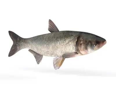 Silver Carp Fish 3D model