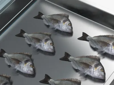  Gilthead Dorado in Stainless Steel Fish Display Counter 