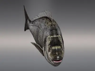  Fish Animated Sea Bream 3D model
