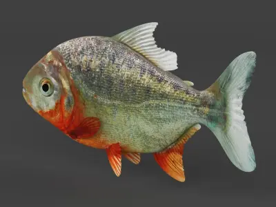 Piranha 3D model purchase