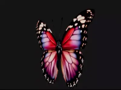 colorful butterfly  Free 3D model