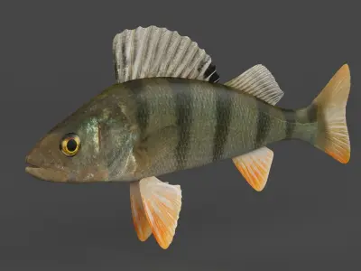 Perch Fish 3D model buy