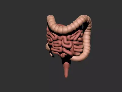intestine human anatomy organ digestive system 3D print model