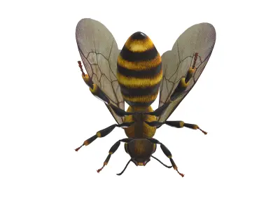 Animated Detailed 3D Honey Bee Animated Insect Model  3D model