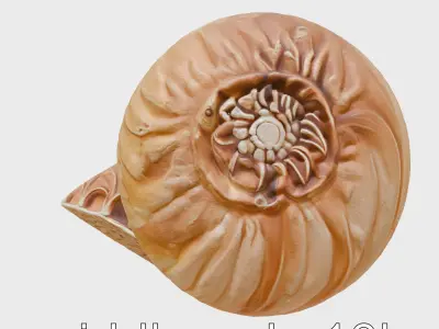 Paper Nautilus Delicate Shell Structure Model Low-poly 3D model