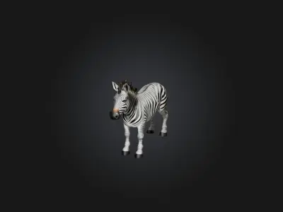 Realistic Zebra Model Low-poly 3D model purchase