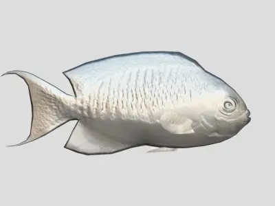 Masked Swallowtail Angelfish Realistic Animated Low-poly 3D model