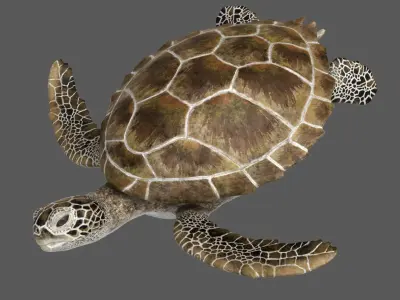  Green Sea Turtle RIgged 