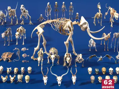Ultimate Skeleton and Skull Pack - 62 game-ready lowpoly assets Low-poly 3D model