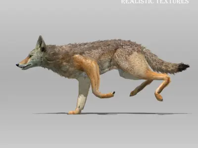 Coyote Animated 3D model