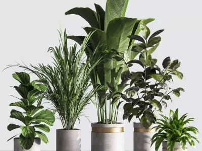 IndoorPlantSet33 group of plants in pots 3D model
