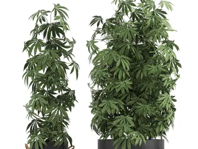  Decorative Cannabis in flowerpots 770 