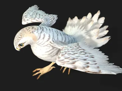 Kestrel B6 3D model
