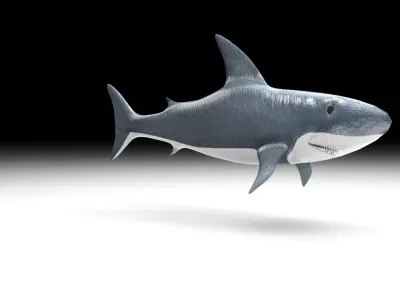 Animated and Rigged Swimming White Shark 3D model purchase