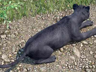 Black Panther Lying Down 3D model