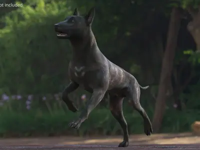  Dog Dutch Shepherd Running Pose 