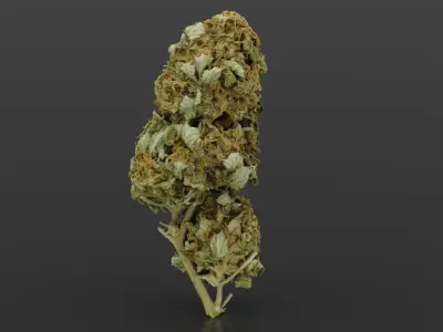 Cannabis Bud 04 3D model