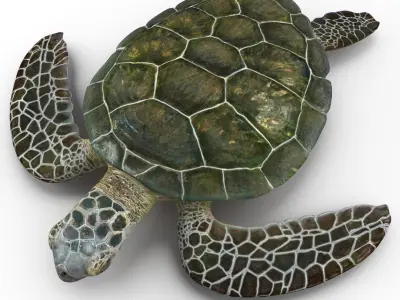  Sea Turtle Rigged for Cinema 4D 