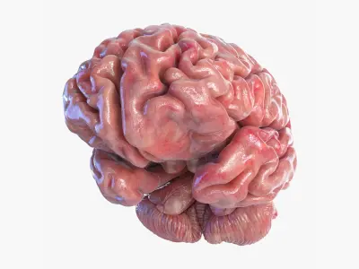 Brain 3D model purchase
