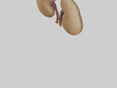 Camel Kidneys Low-poly 3D model