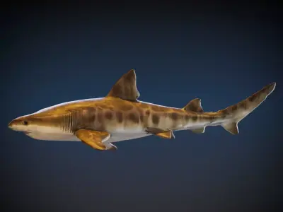 Leopard Shark 3D model purchase