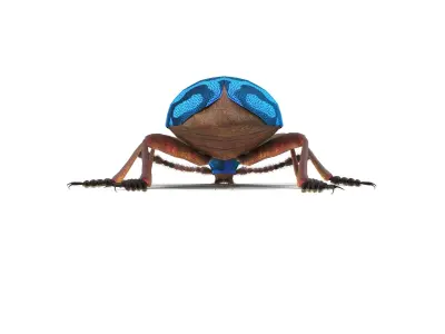Necrobia rufipes 3D model