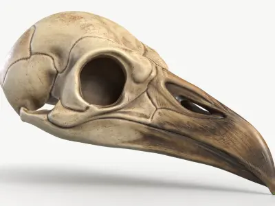 Bird Skull 2 3D model