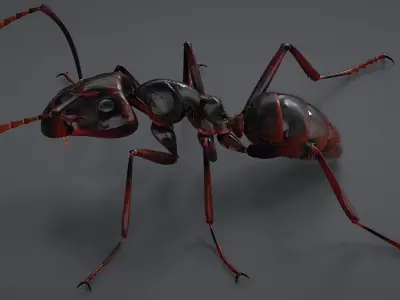 Realistic Black Ant 3D model