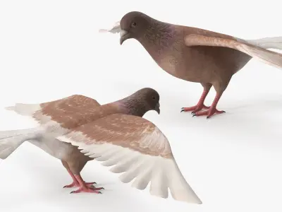  Low Poly Pigeon Spread Wings Brown Rigged for Cinema 4D 